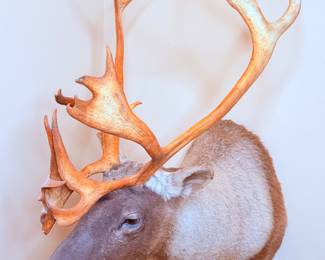 (1 of 2) Caribou Taxidermy Mount