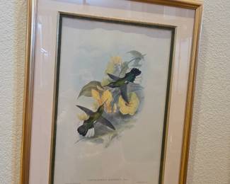 J Gould 19th century original lithograph of Hummingbirds