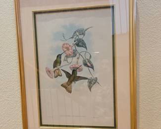J Gould 19th c original lithographs of Hummingbirds
