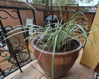 Large outdoor plants and pots