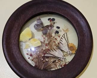 Vintage Brazilia Collection Framed Butterfly and Dried Flower Display