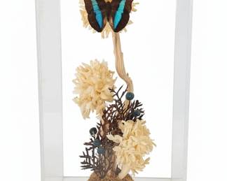 Taxidermy Papilio Ulysses Butterfly in Acrylic Display