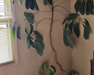 Schefflera Arboricola Plant