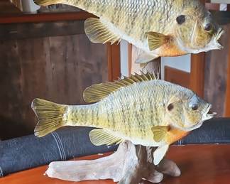 Taxidermy Bluegill Fish Mount