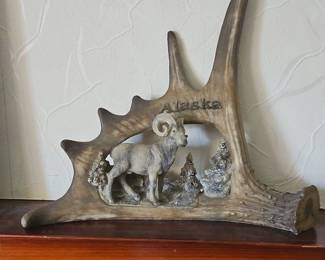 Alaska Ram Antler Display