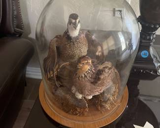 2 sets of Taxidermy Bob White Quail