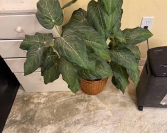 one of many silk plants