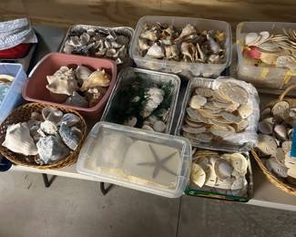 Lifetime Collection of Sand Dollars and Sea Shells