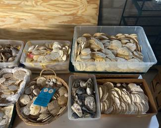 Lifetime Collection off Sand Dollars and Seashells