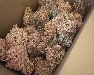 Dried Limelight Hydrangea Bunches