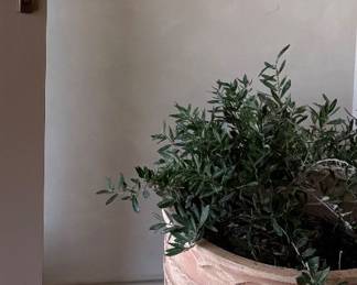 Plants in terracotta planters