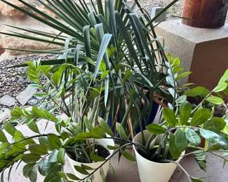 Large Potted Plants