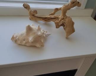 Shell; driftwood