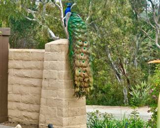 You just might see this Beauty when you arrive! WOW!