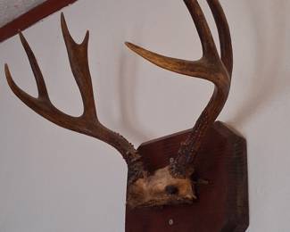 Antler Wall Art 