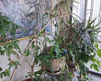 A selection of Plants