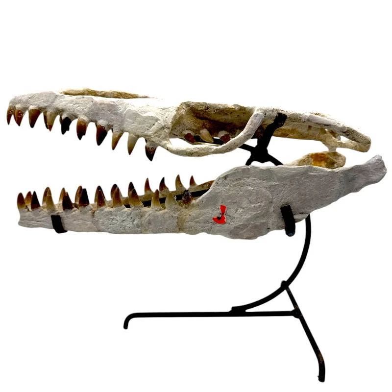 Fossil Mosasaur Jaw with Teeth; Morocco – Approx. 16 in Display Specimen w/ Stand
