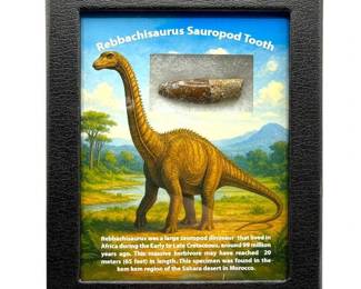 Rebbachisaurus Sauropod Tooth in Custom Display; Morocco – Cretaceous Period Fossil
