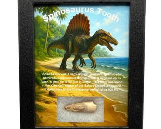 Spinosaurus Dinosaur Tooth in Custom Display; Morocco – Cretaceous Period Fossil
