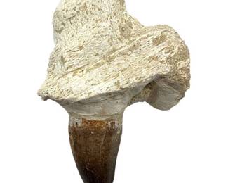 Mosasaur Tooth in Fossil Jaw Matrix; Morocco – Approx. 5" Fossil Specimen

