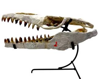 Fossil Mosasaur Jaw with Teeth; Morocco – Approx. 16 in Display Specimen w/ Stand
