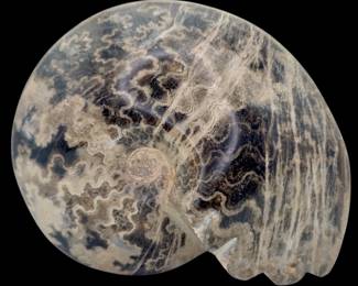Polished Agatized Ammonite Fossil, Morocco – 7" Large Display Specimen
