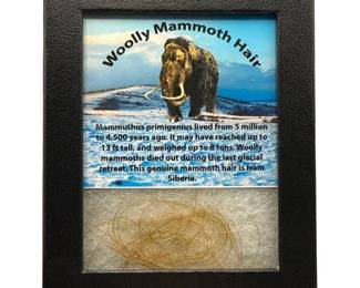 Woolly Mammoth Hair in Custom Display; Siberia – Ice Age Specimen
