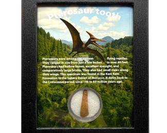 Pterosaur Tooth in Custom Display; Morocco – Cretaceous Period Fossil
