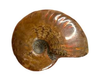 Polished Ammonite Fossil with Natural Iridescence; Madagascar – Approx. 2" Display Specimen
