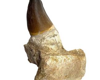 Mosasaur Tooth in Natural Jaw Matrix; Morocco – Approx. 5.5" Fossil Specimen

