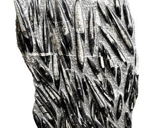 Large Orthoceras Fossil Plate; Morocco – Approx. 3 ft Display Specimen w/ Stand (*Edina Location Pick-up)
