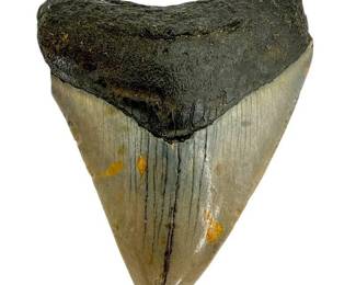 Megalodon Fossil Shark Tooth; North Carolina
