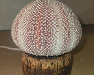 Sea Urchin lamp