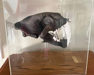 Replica Sabertooth Tiger skull in display case