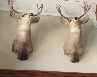 A lot of taxidermy Certificates and invoices available