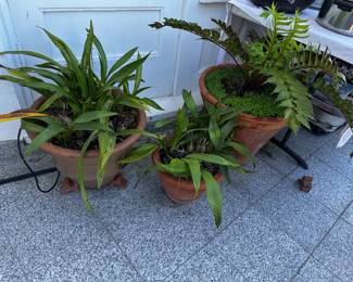 Many Many potted plants in pots