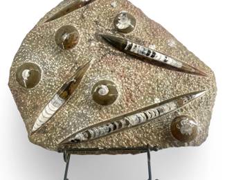 Large Fossilized Ammonite and Orthoceras Specimin