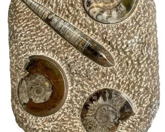 Large Fossilized Ammonite and Orthoceras Specimin