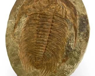 Large Genuine Tribolite Fossil