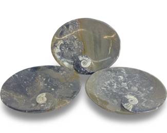 Set (3) Polished Orthoceras Ammonite Fossil Dishes