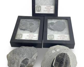 Collection (5) Hollardops Trilobite Fossils