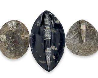 3pc Orthoceras Fossil Stoneware Dishes