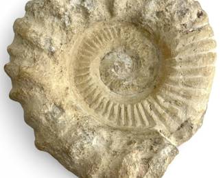 Large Ammonite Fossil