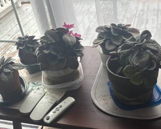 african violet plants