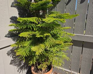 Norfolk pine in Ceramic pot
