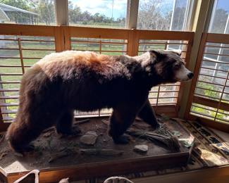 Real Bear-taxidermy