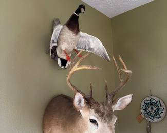 Deer head and male mallard