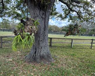 STAGHORN FERN