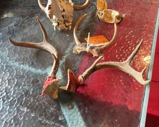 Deer Antlers