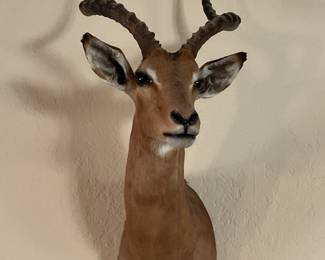 Taxidermy Impala